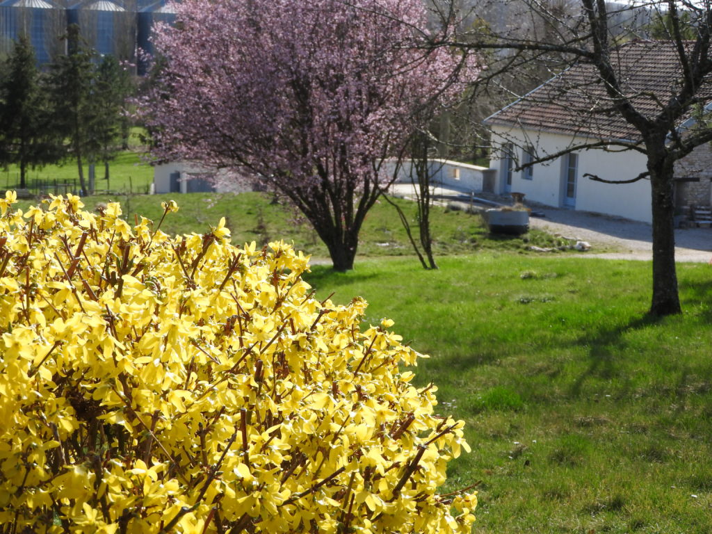 gite de la laiterie et forsythias