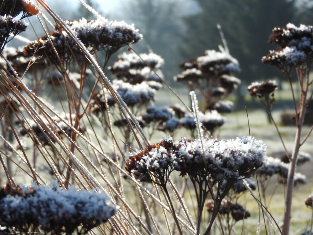 givre sur sedum