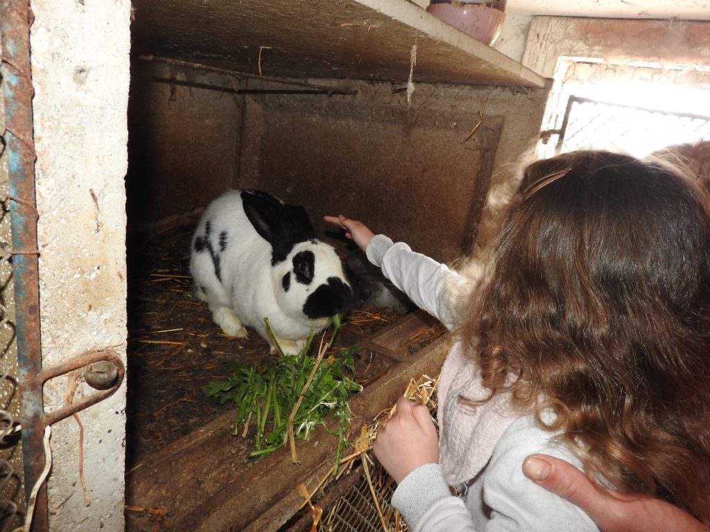 Notre lapin papillon