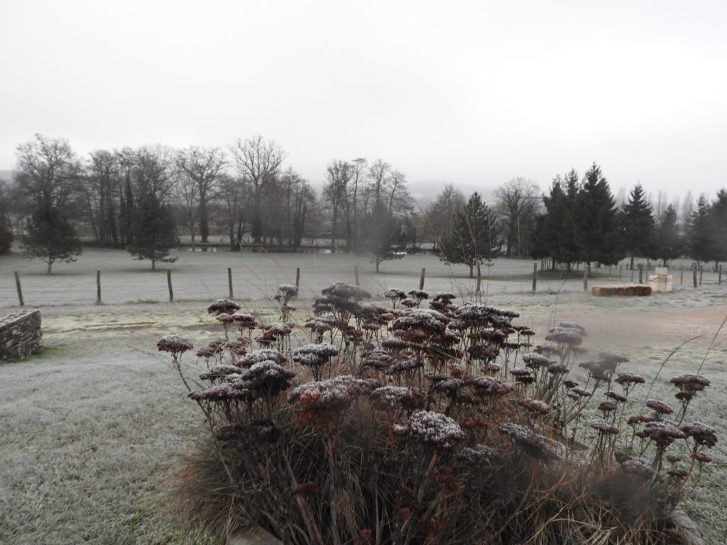 Toujours les mêmes les sedum entre le gite et l'étang