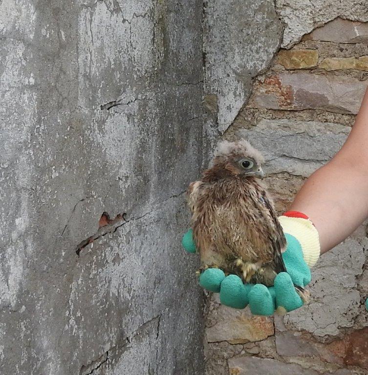 Bébé faucon crécerelle tombé du nid