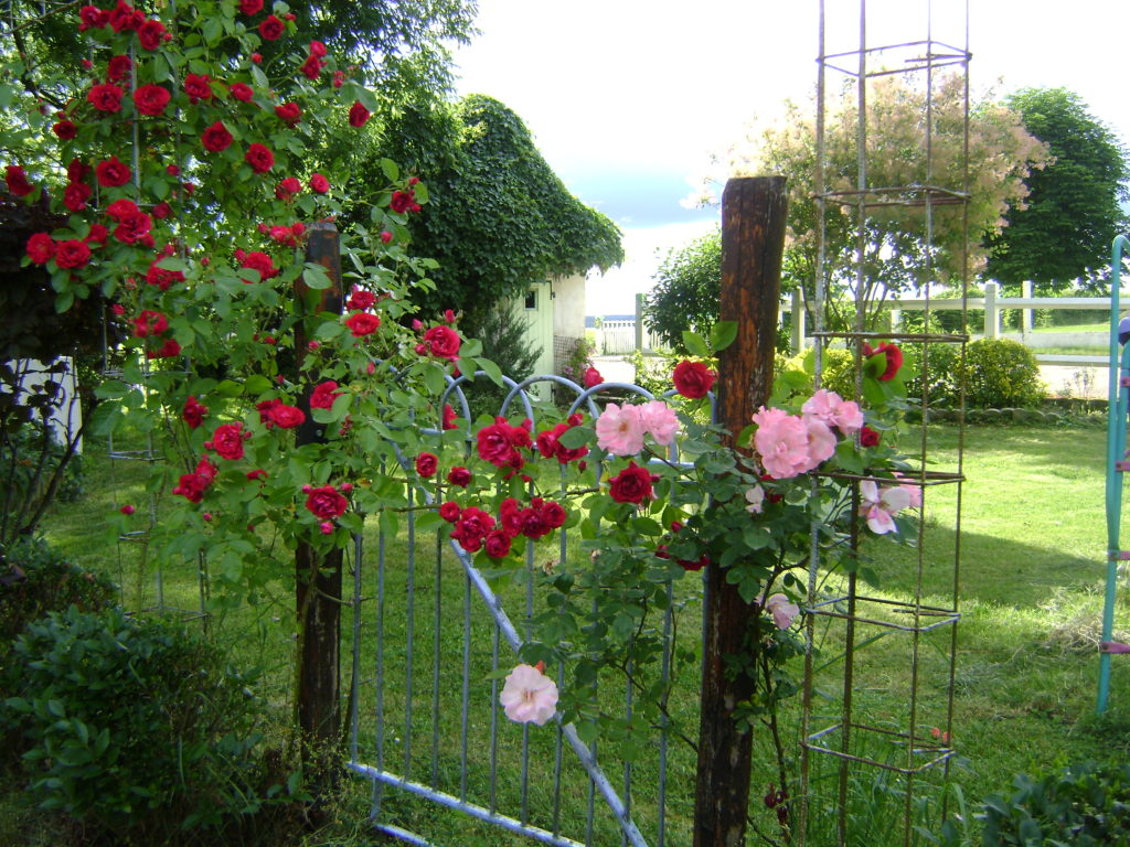 Mixte rouge et rose