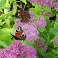 sedum, parfaite en automne et hiver