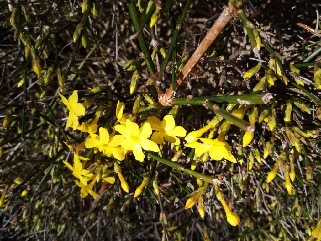 soleil de l'hiver le jasmin