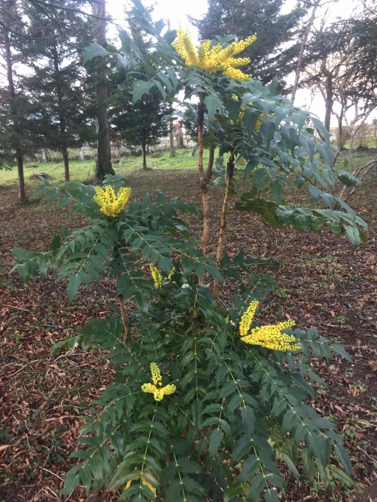 Magnifique Mahonia