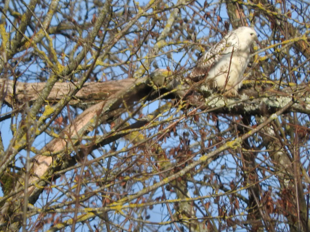 Rapace, tellement blanc immaculé