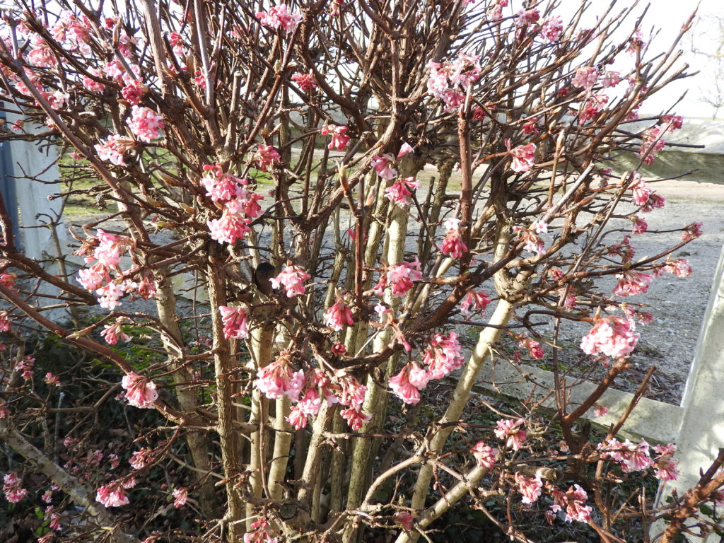 Viburnum bodnentence et son parfum d'hiver