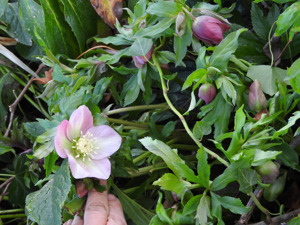 Hellebore orientalis à la charmotte