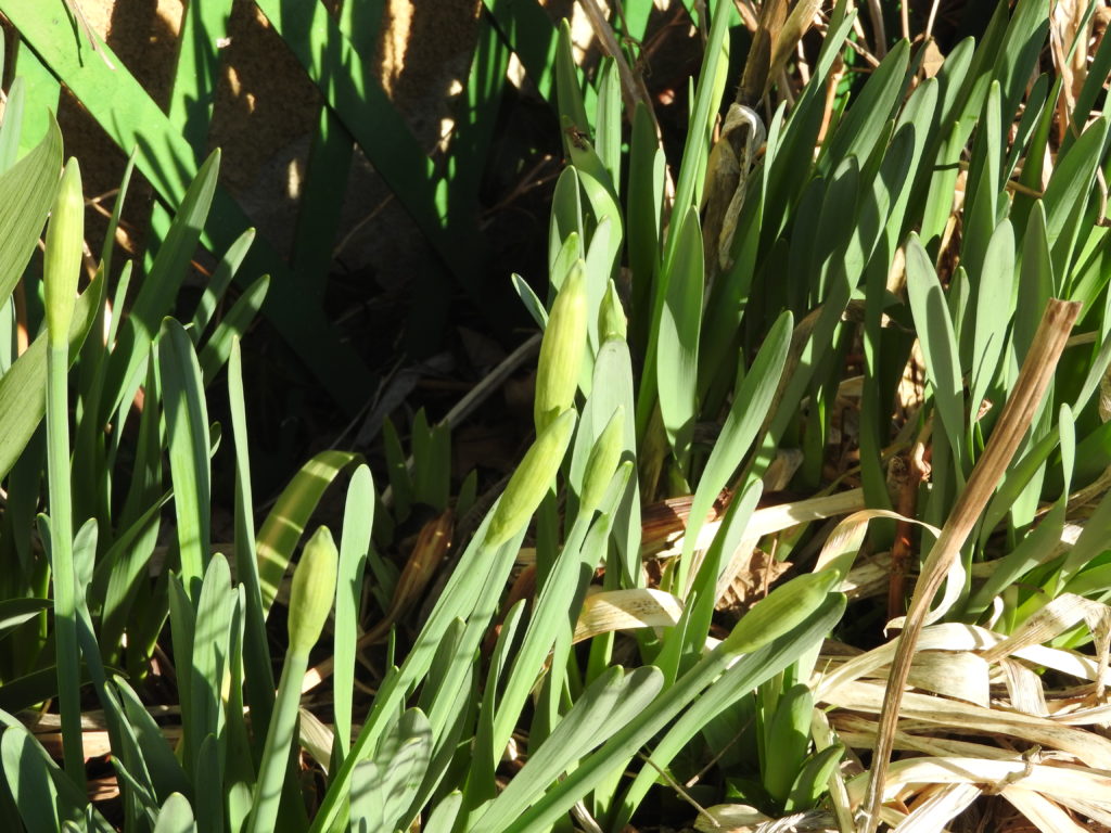 prémices du printemps avec les jonquilles