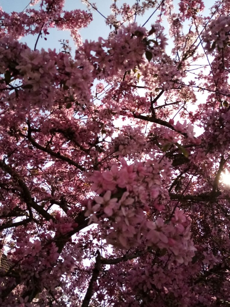 La charmotte en fleurs