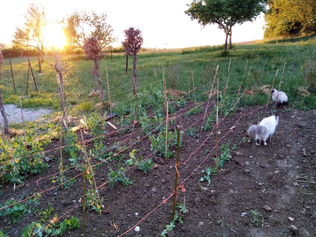 Coucher de soleil à la charmotte avec les chats au jardin