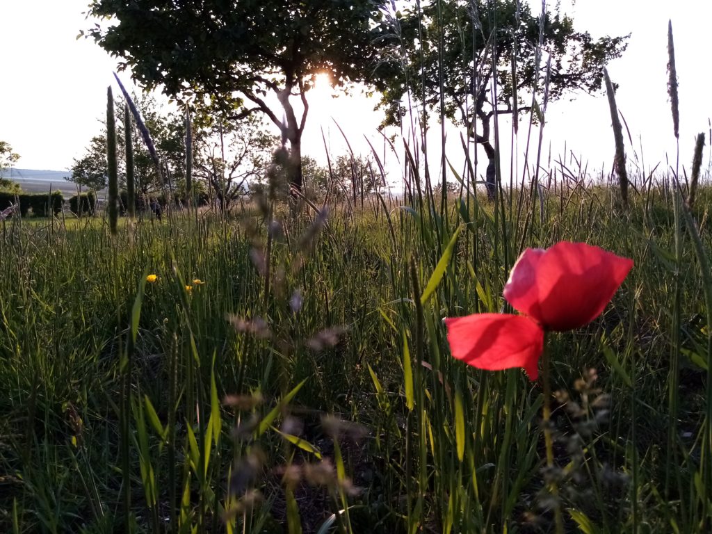 Tellement délicat ce pavot