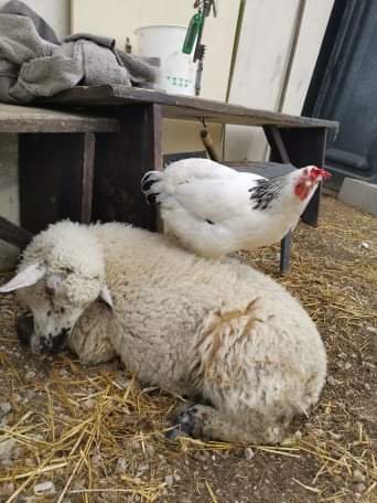 Tout de suite belle amitié entre Flockie et la poule blanche