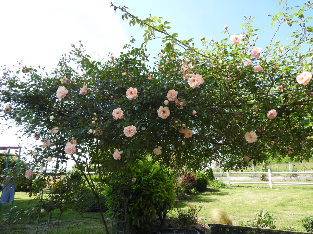 rosier ancien la charmotte