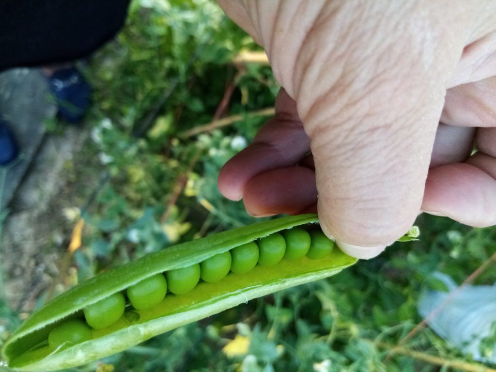 petit pois la charmotte