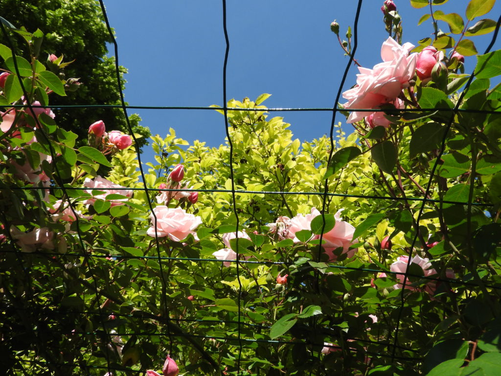 arche-rosier-grosse-fleurs-très-parfumées-la-charmotte
