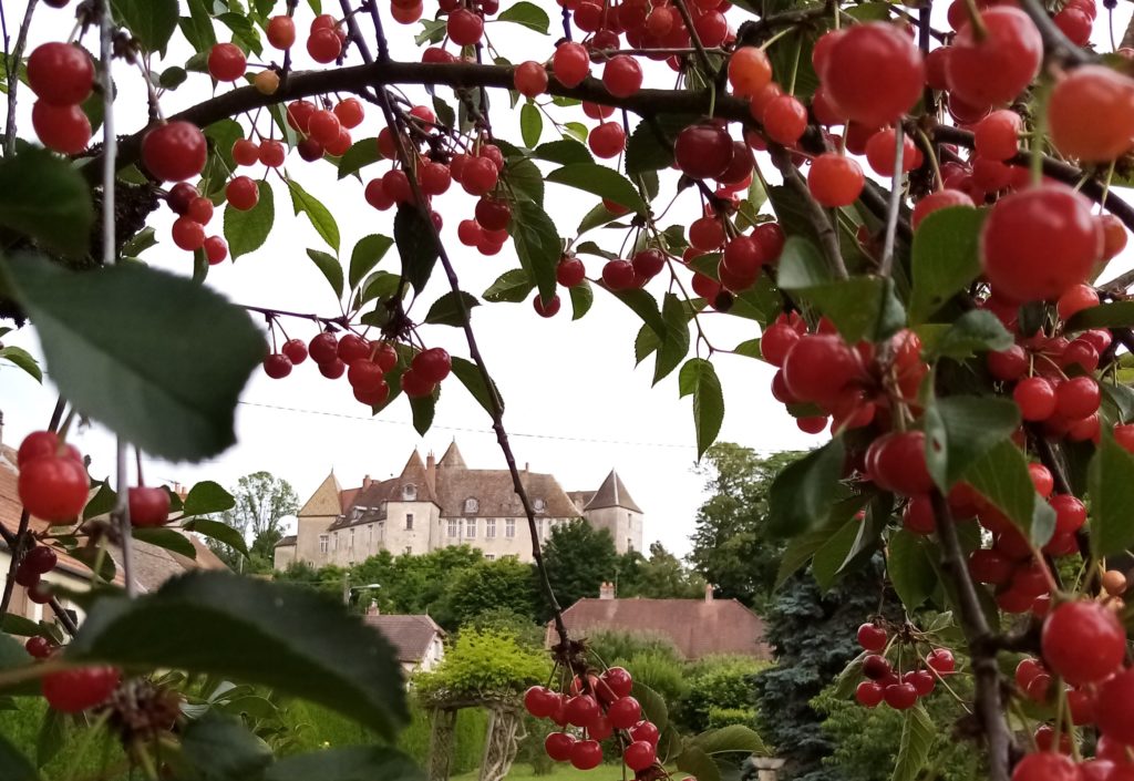 Les cerises près du château de Gy