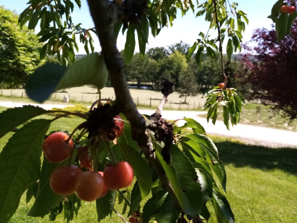 cerises à la charmotte