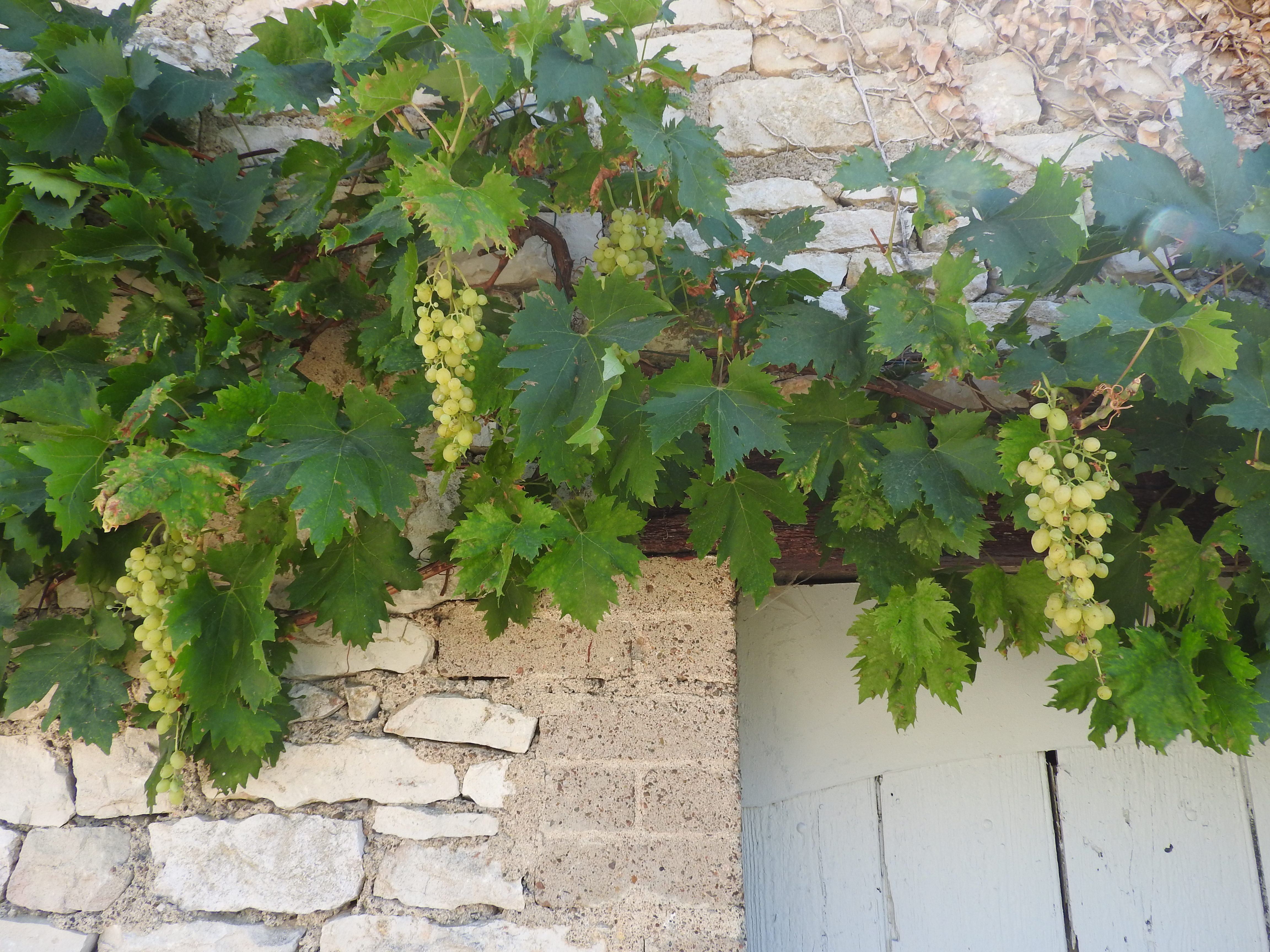 La vigne sur la laiterie