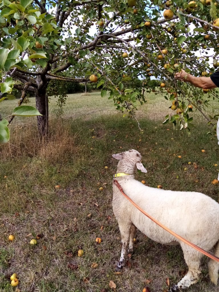Flockie aime aussi les pommes !