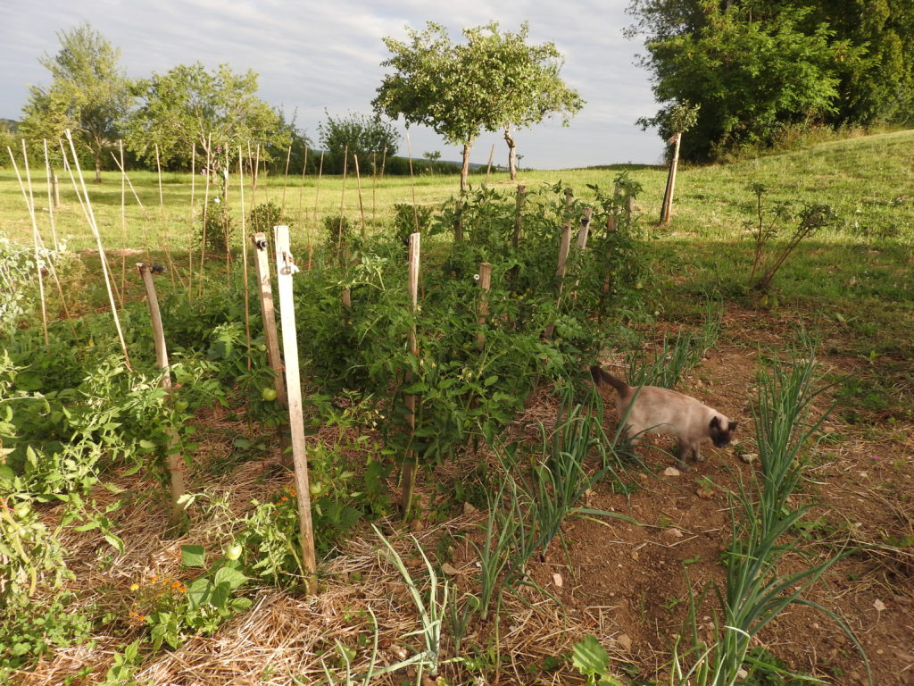 jardinet qui attire Zoa évidemment