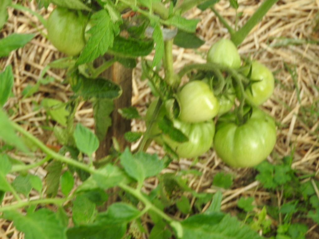 tomates à venir