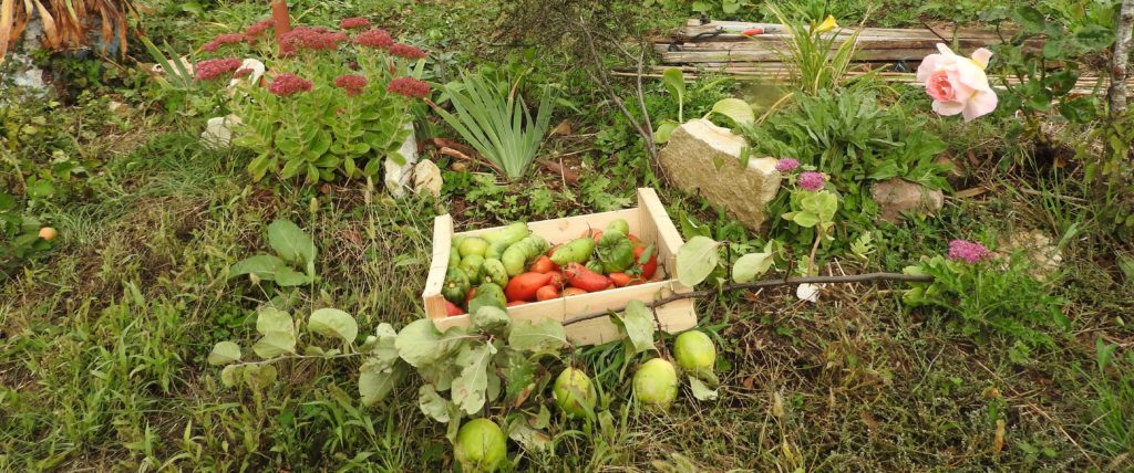 Productions du jardin au Gite de la Charmotte