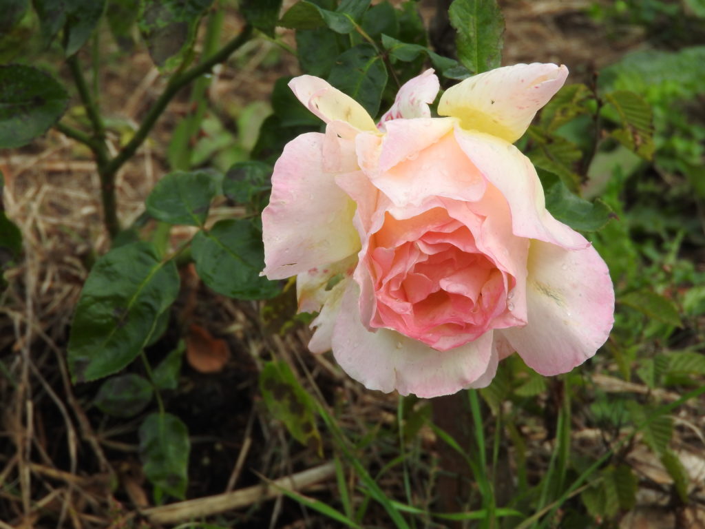 La plus belle, la rose !