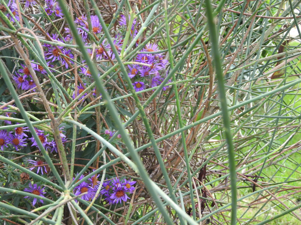 Aster d'automne