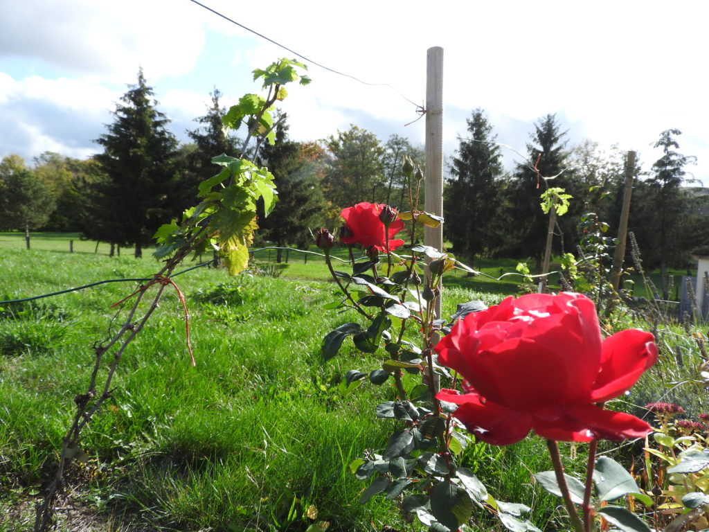 les rosiers à leur apogée