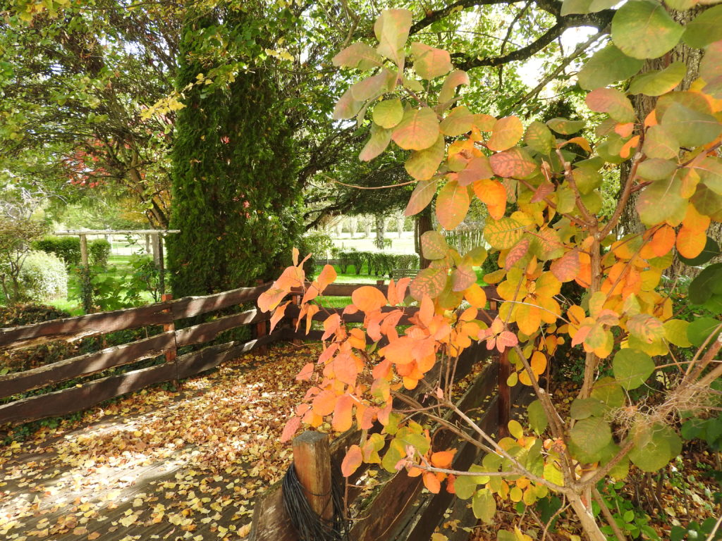 le cotinus superbe à l'automne