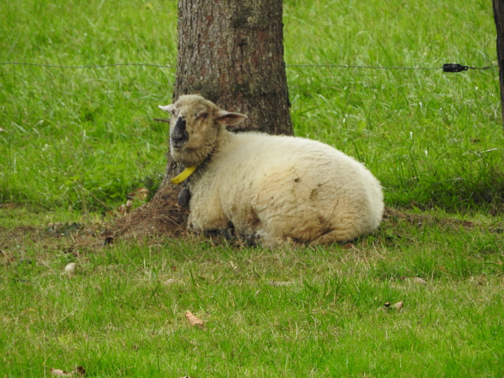 Flockie le mouton de la charmotte