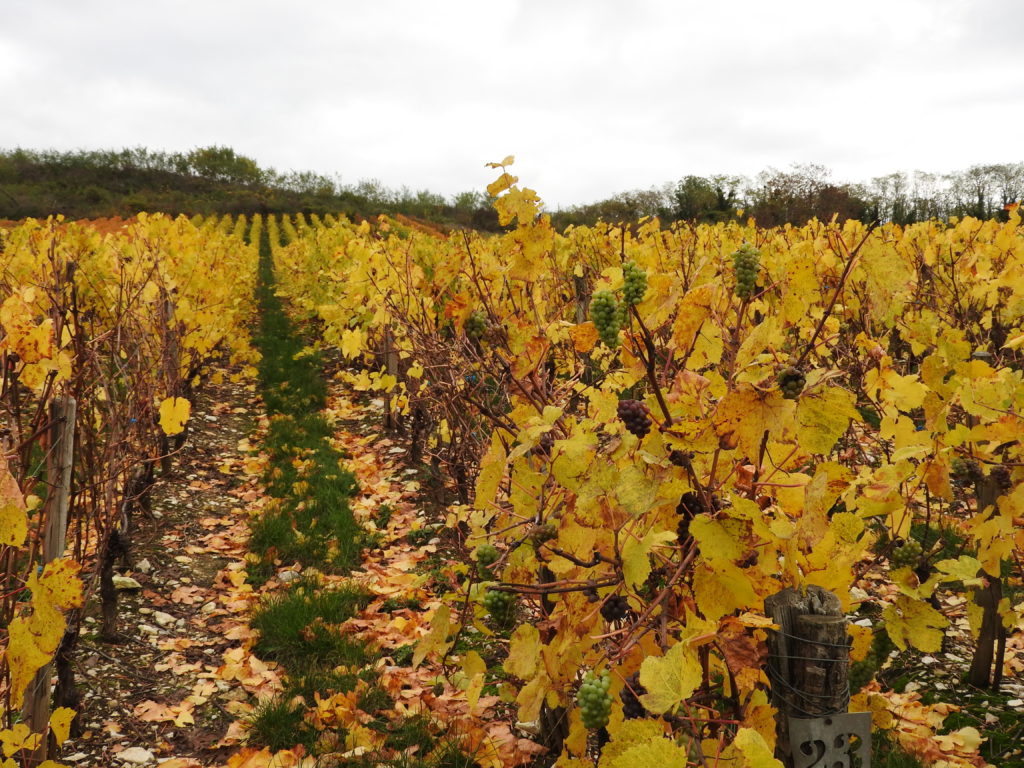 Pieds de vigne, de l'or !