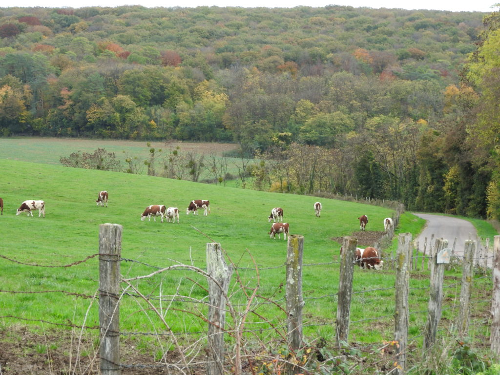 Paysage bucolique des Monts de Gy