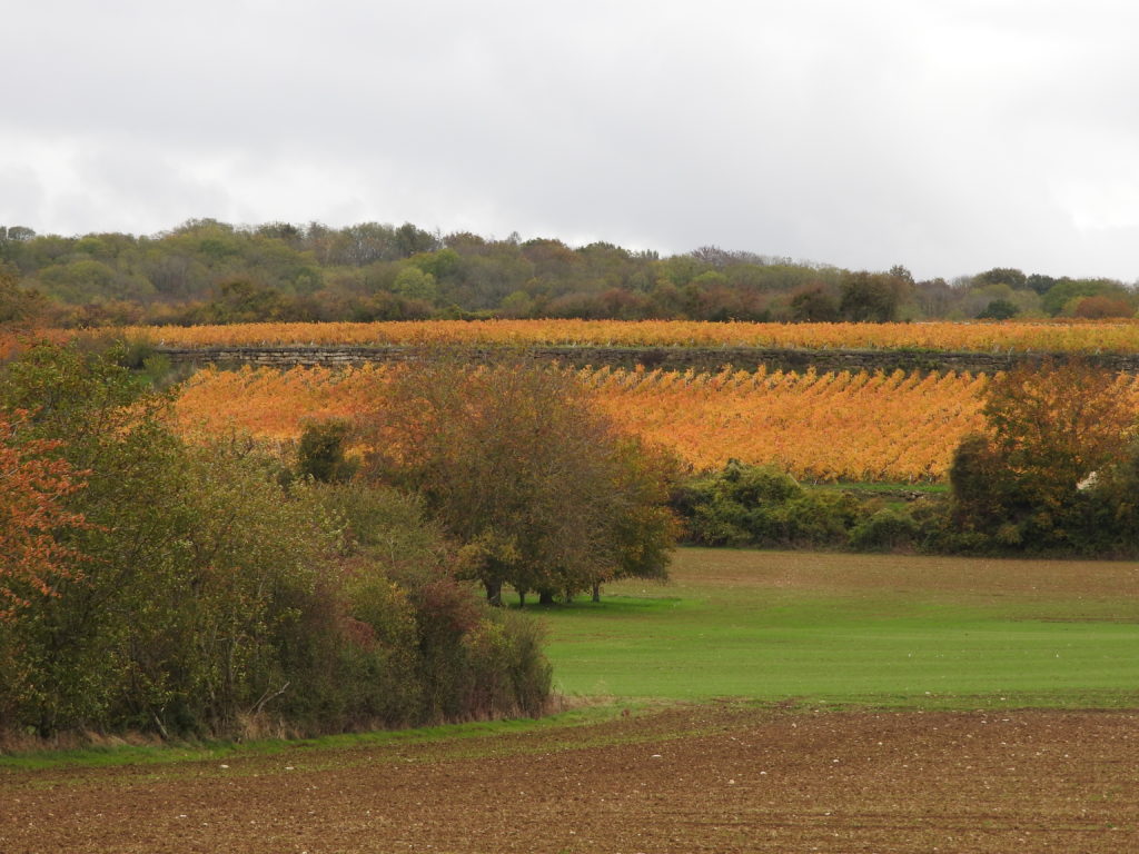 De loin ... on dirait... de la vigne