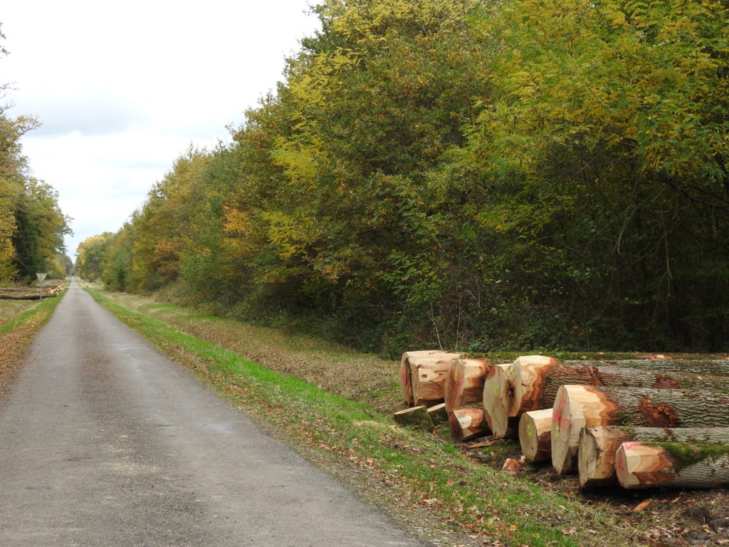 Des arbres et des arbres