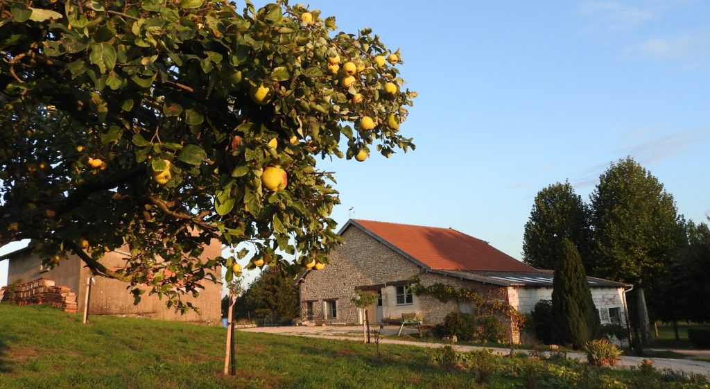 l'automne avec les coings devant la laiterie