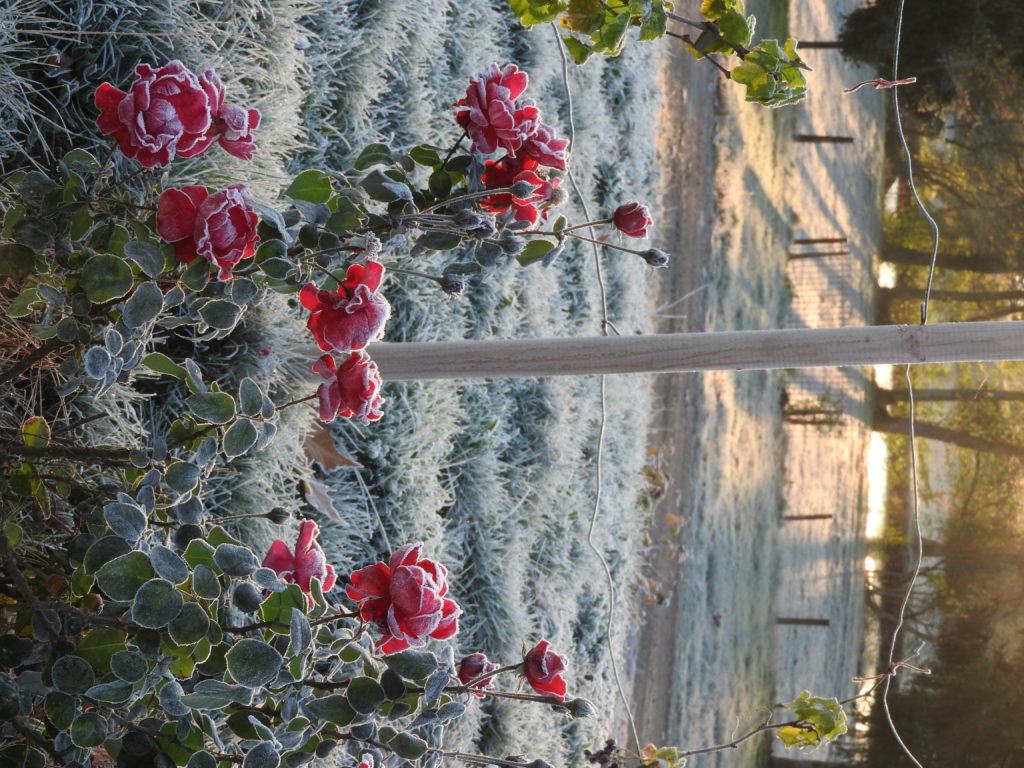 roses givrées sur la terrasse avec l'étang derrière