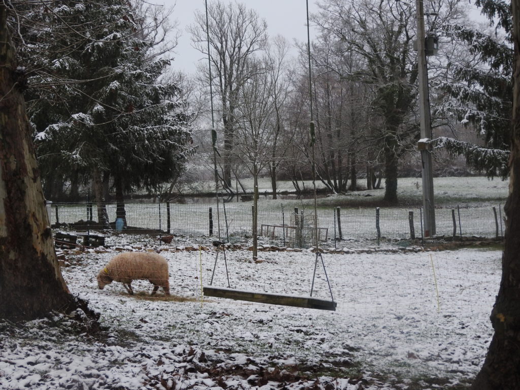 les moutons sont à la peine