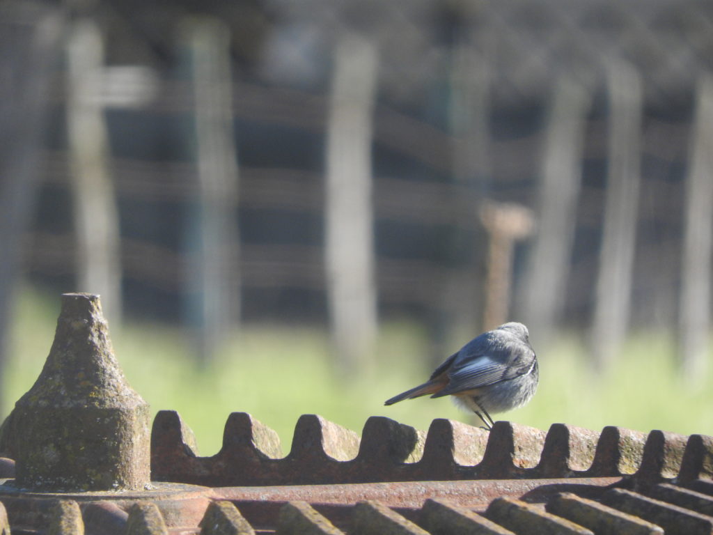 oiseau posé sur l'ancienne roue de moulin