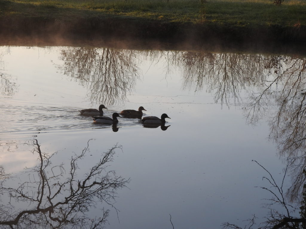 L'étang, lieu de résidence idéal pour les canards