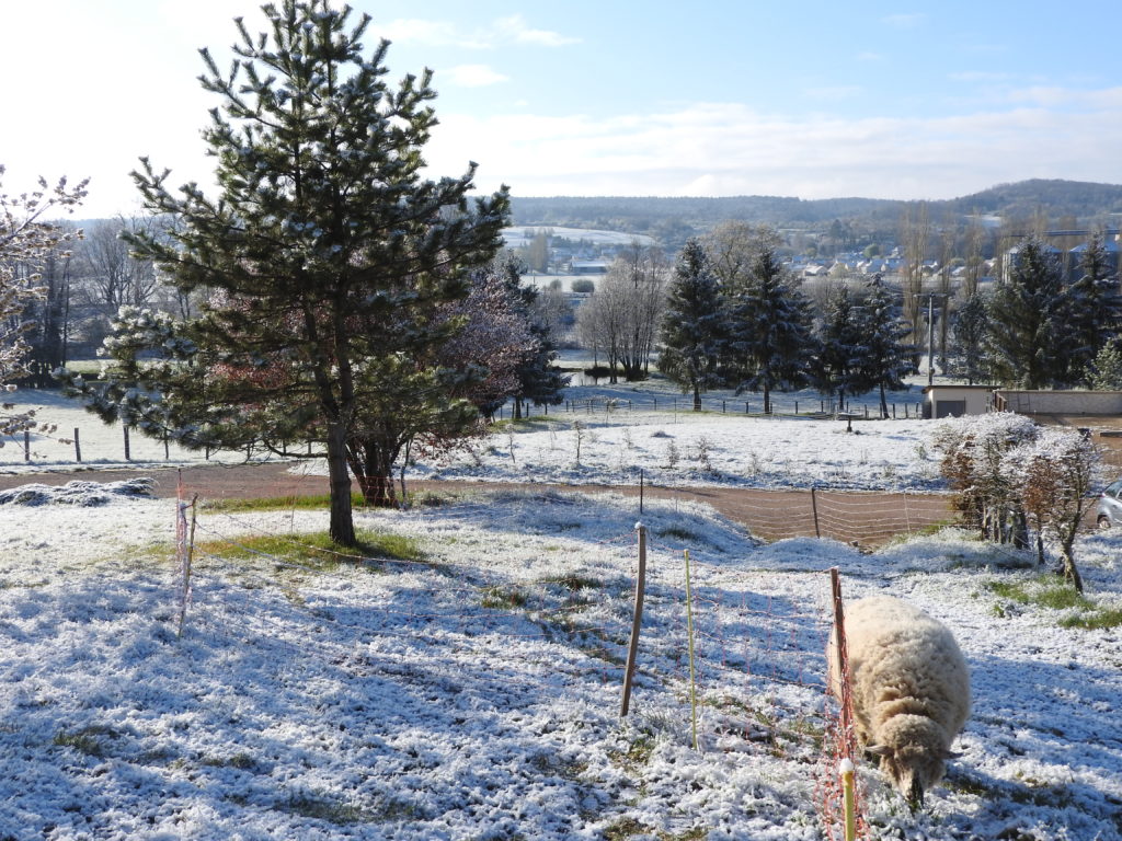 les moutons et l'étang derrière