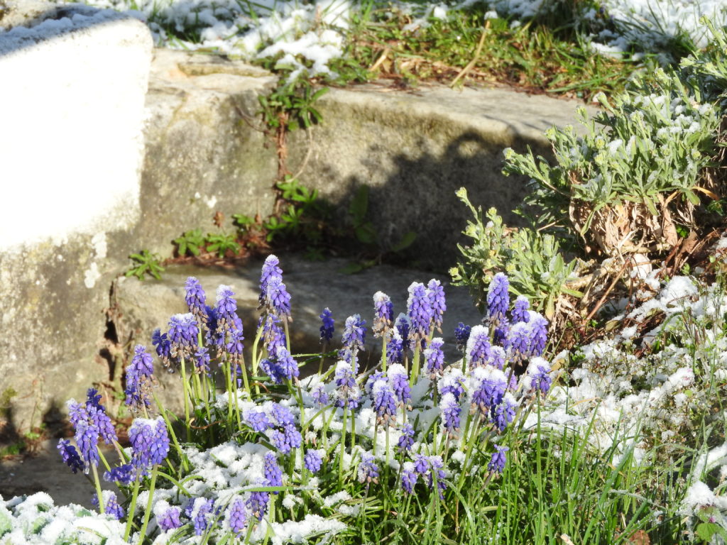 muscaris sous la neige