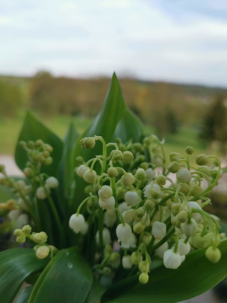 muguet-Gy-vue-du-gite