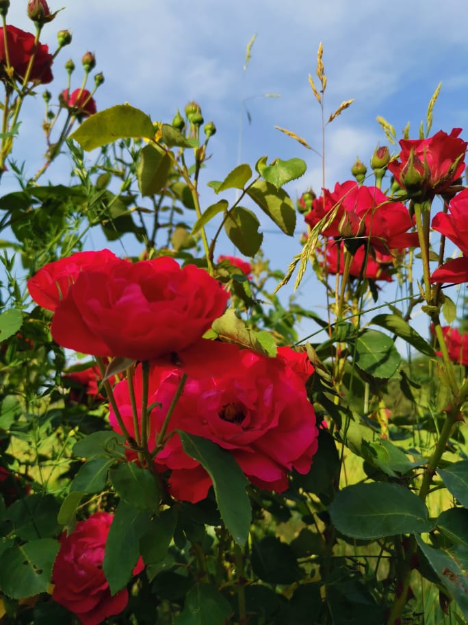 Roses rouges de toutes beautéoses