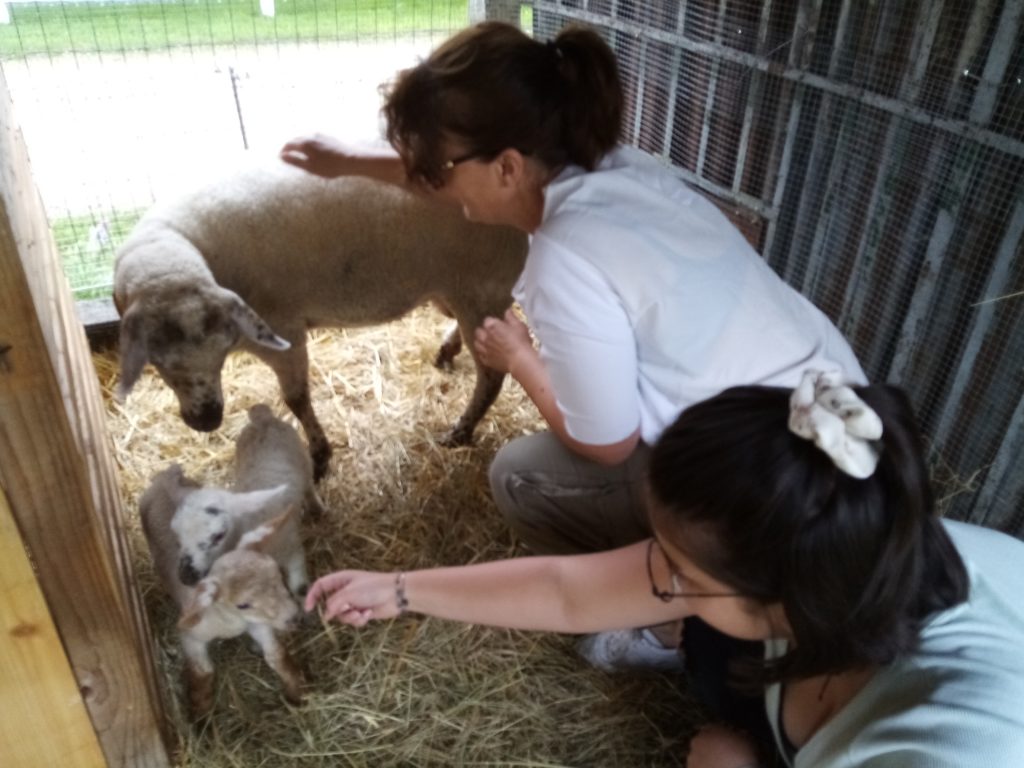 Marraines des agnelles 2 belges en vacances à la laiterie