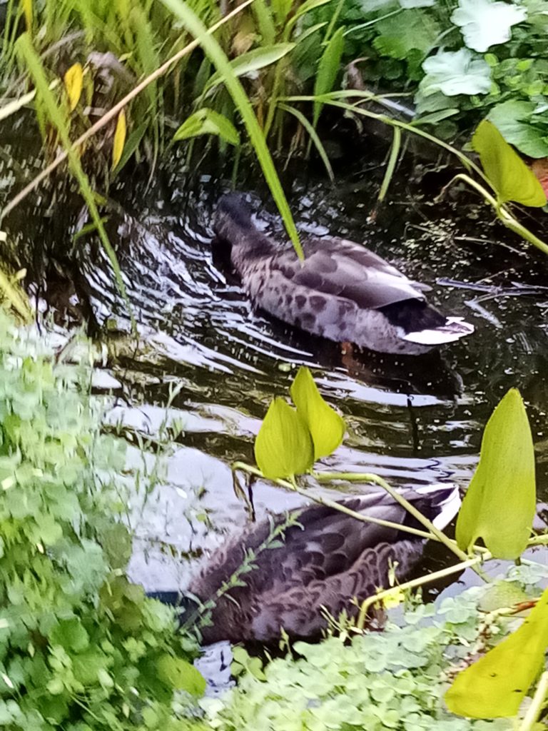 plus petit que l'étang, le bassin