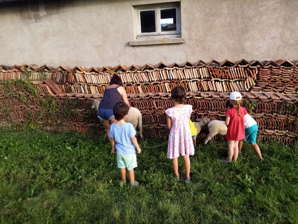 Avec les agnelles qui broutent le long des tuiles