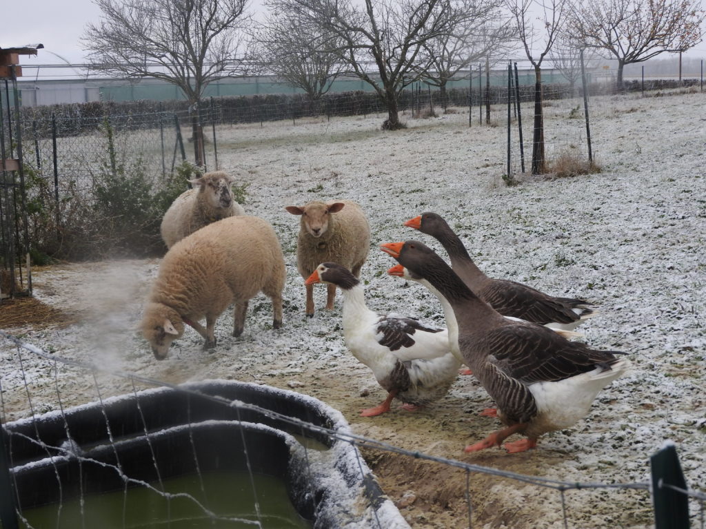 Oies et moutons font bon ménage