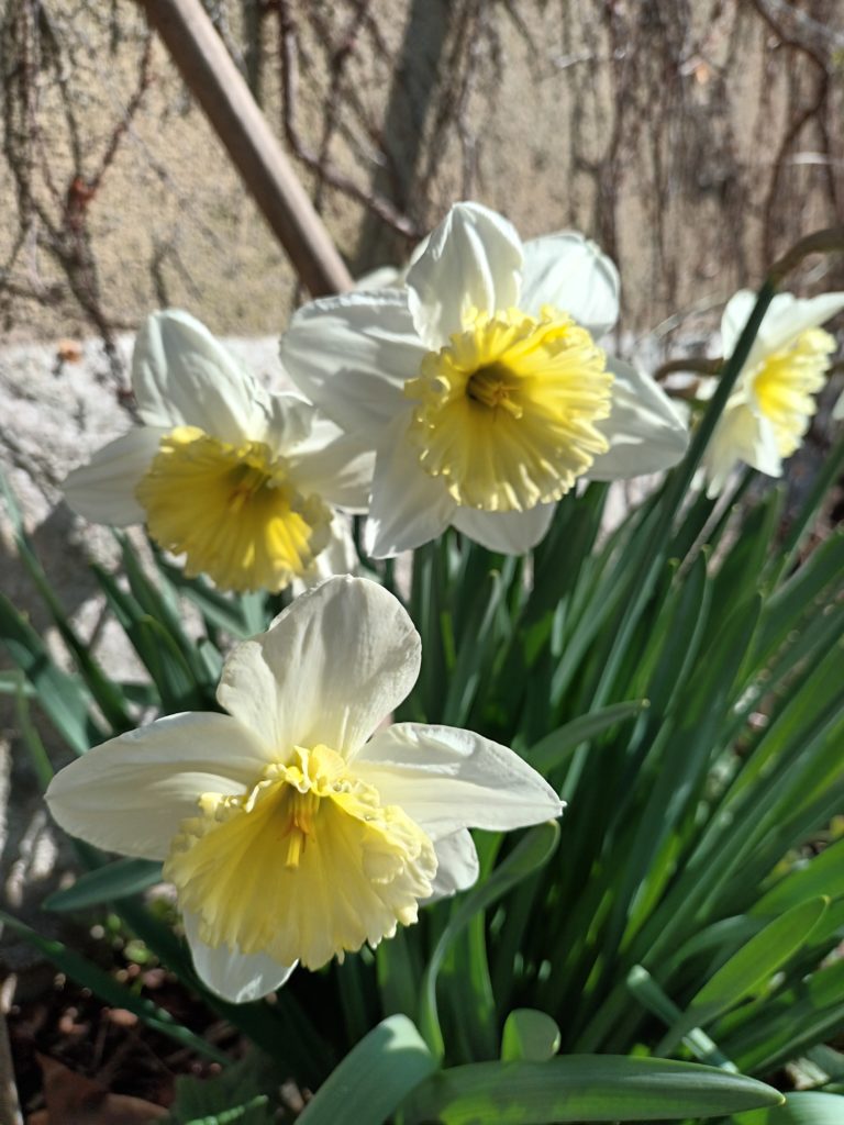 Délicats narcisses